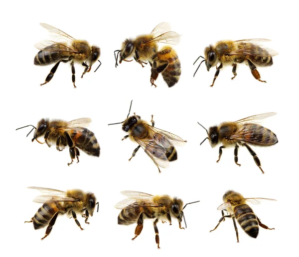Bee op de witte Stockfoto