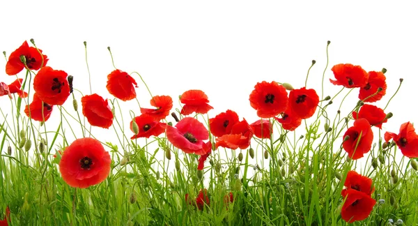 Red poppies on white Royalty Free Stock Photos