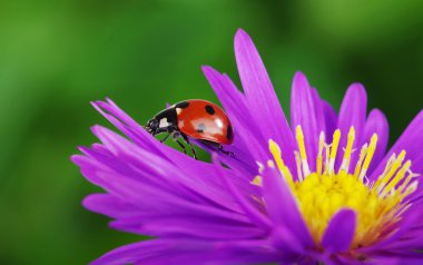 uğur böceği ve çiçek 