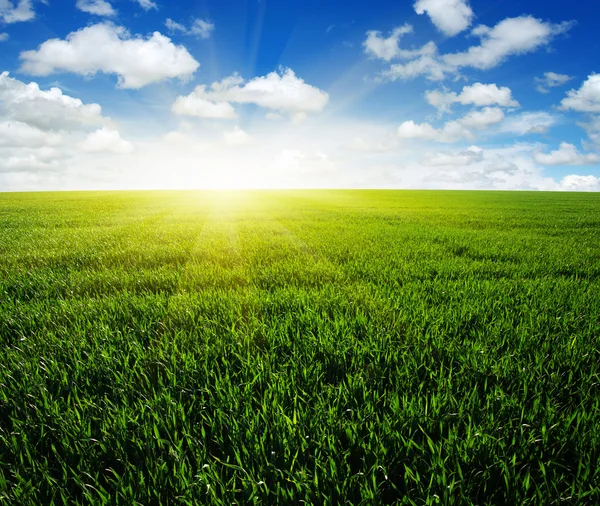 Field and sun — Stock Photo, Image