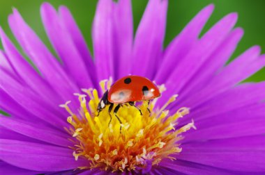 uğur böceği ve çiçek 