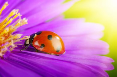 uğur böceği ve çiçek