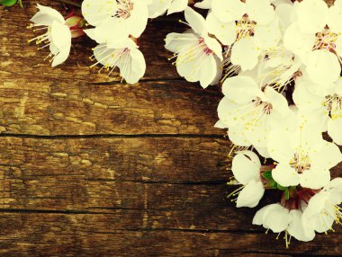 Bahar Çiçeği Arkaplanı 