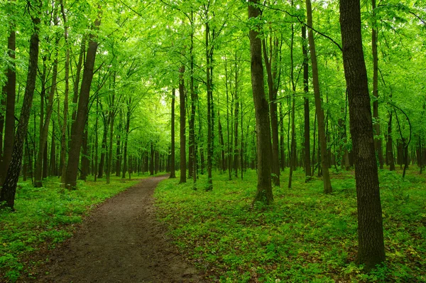 Vacker grön skog — Stockfoto