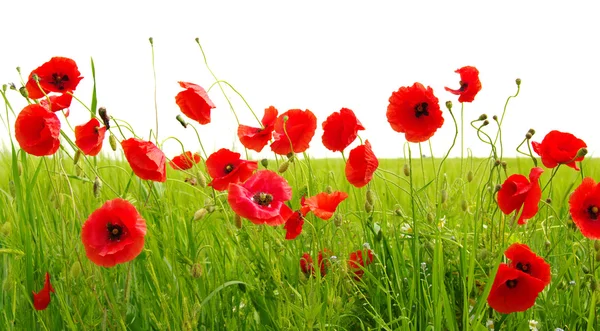 Red poppies on white — Stock Photo, Image