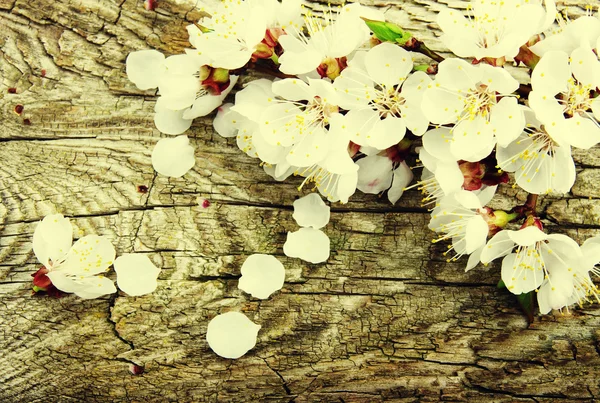 Spring blossom background — Stock Photo, Image