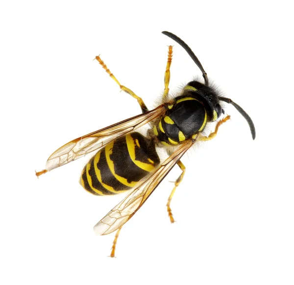 Bee isolerad på vit — Stockfoto