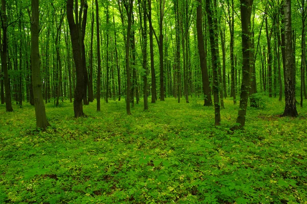 Hermoso bosque verde —  Fotos de Stock