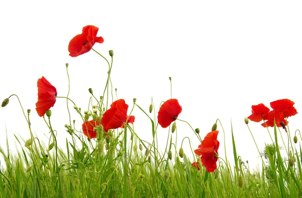 Amapolas rojas sobre blanco — Foto de Stock