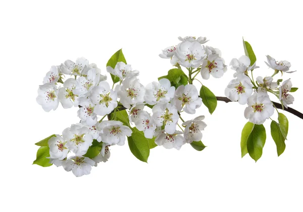 Весенний цветок — стоковое фото