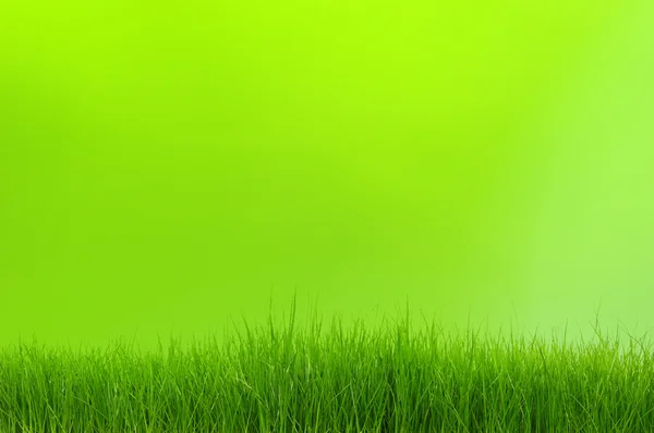 Zielone tło zamazane pole — Zdjęcie stockowe