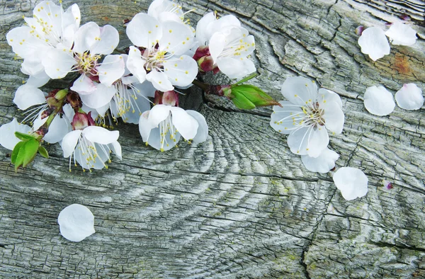 Spring blossom background — Stock Photo, Image