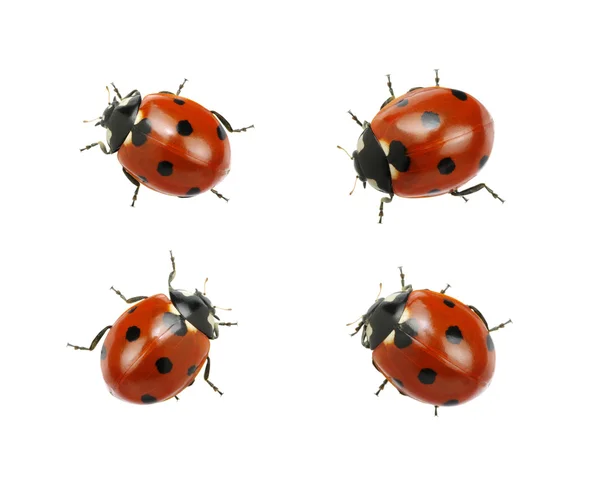 Ladybugs isolated on white — Stock Photo, Image