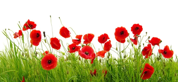 Amapolas rojas sobre blanco — Foto de Stock