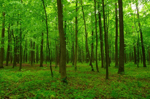 Beautiful green forest Stock Photo