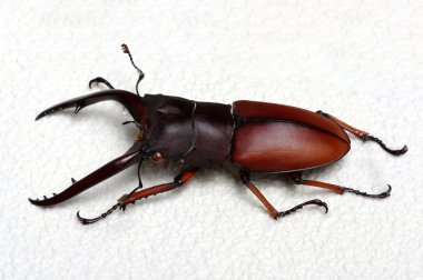 Stag beetle arka plan üzerinde 