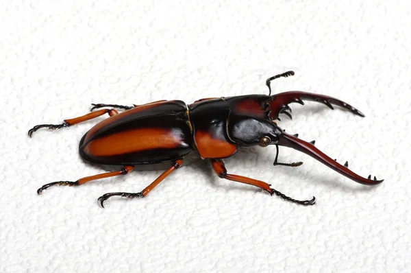 Stag beetle arka plan üzerinde — Stok fotoğraf