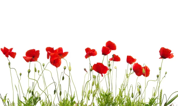 Amapolas rojas sobre blanco — Foto de Stock