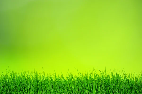 Zelená rozmazané pozadí — Stock fotografie