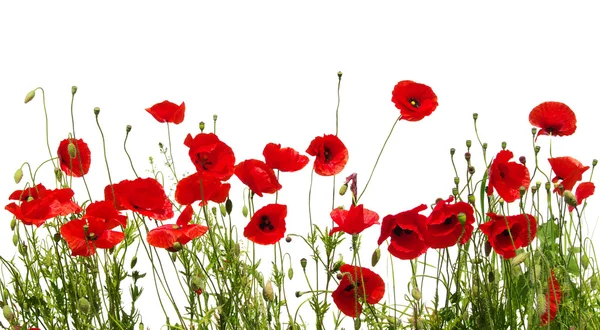 Coquelicots rouges sur blanc — Photo