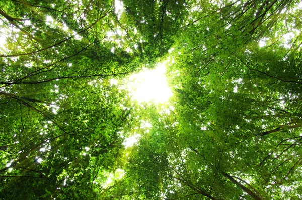 Vacker grön skog — Stockfoto