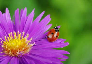 uğur böceği ve çiçek 
