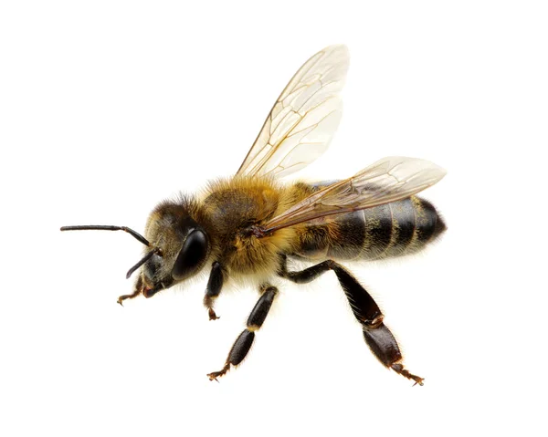 Bee geïsoleerd op wit — Stockfoto