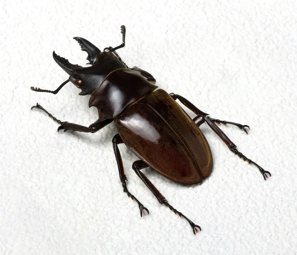 Stag beetle on background — Stock Photo, Image