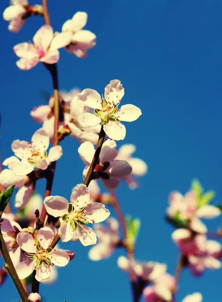 봄의 꽃들의 배경 — 스톡 사진