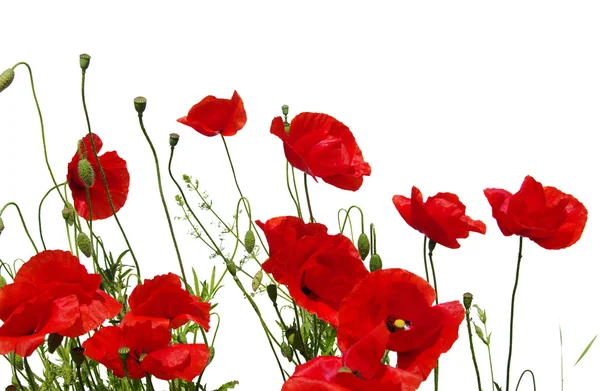 Red poppies on white — Stock Photo, Image