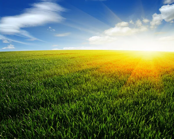 Field and sun — Stock Photo, Image