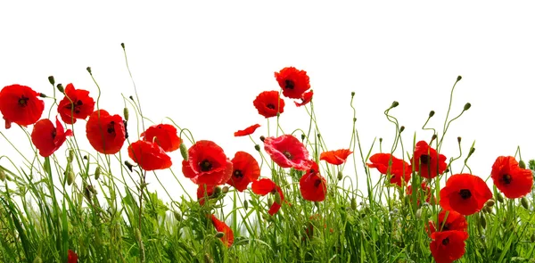 Red poppies on white Stock Photo