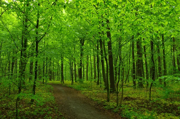 Bela floresta verde — Fotografia de Stock