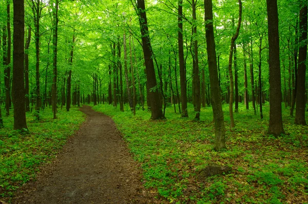 Bela floresta verde — Fotografia de Stock