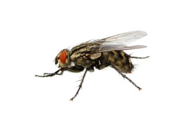  böcek bir beyaz üzerinde 