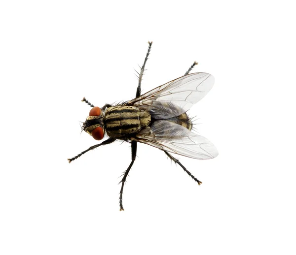 Insect on a white — Stock Photo, Image