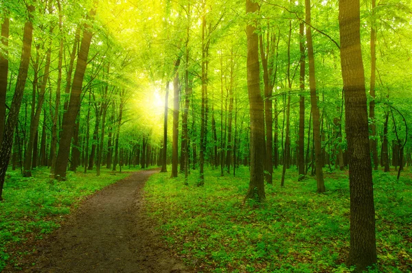 Las i słońce — Zdjęcie stockowe
