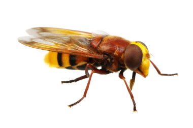  böcek bir beyaz üzerinde 