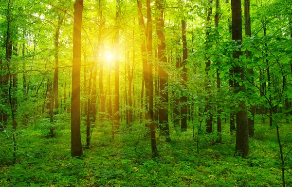 Orman ve güneş — Stok fotoğraf