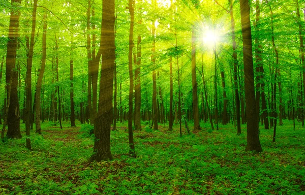 Skogen och solen — Stockfoto