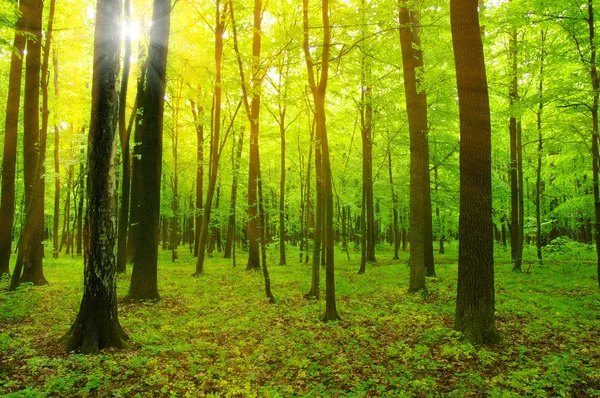 숲과 태양 — 스톡 사진