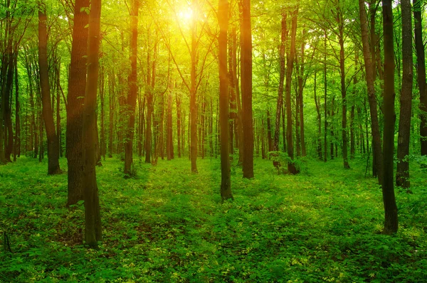Floresta e sol — Fotografia de Stock
