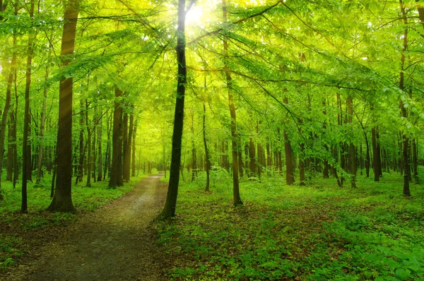 Skogen och solen — Stockfoto