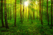 erdő és a sun