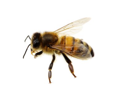  böcek bir beyaz üzerinde 