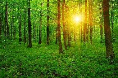 Orman ve güneş