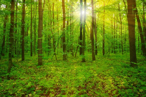 Skogen och solen — Stockfoto