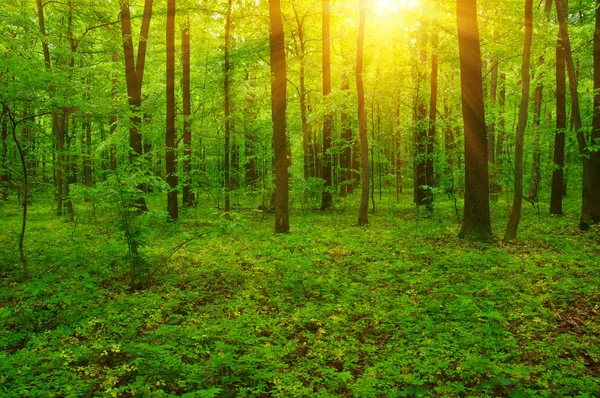 숲과 태양 — 스톡 사진