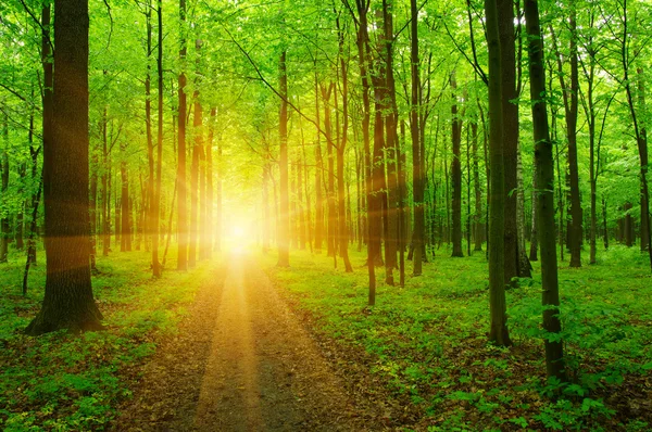 Erdő és a sun — Stock Fotó