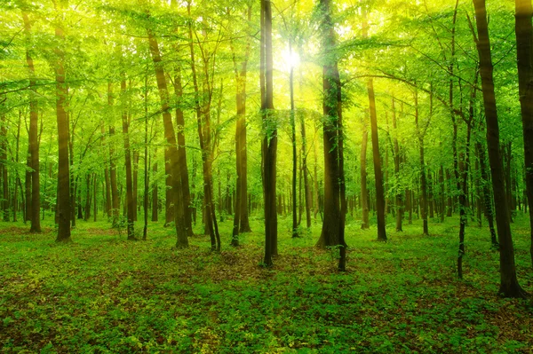 Лес и солнце — стоковое фото